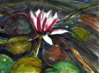 Waterlelie Roze Bloem